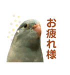 インコの豆子（個別スタンプ：24）