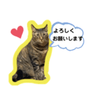 teteco（個別スタンプ：1）