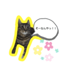 teteco（個別スタンプ：9）