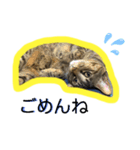 teteco（個別スタンプ：14）