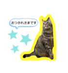 teteco（個別スタンプ：15）