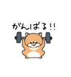 むちっと柴犬（個別スタンプ：24）