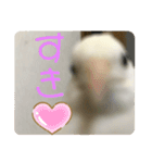 ヒメウズラスタンプ（個別スタンプ：4）