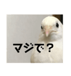 ヒメウズラスタンプ（個別スタンプ：5）