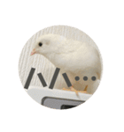 ヒメウズラスタンプ（個別スタンプ：6）