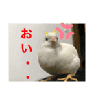 ヒメウズラスタンプ（個別スタンプ：8）
