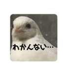 ヒメウズラスタンプ（個別スタンプ：9）