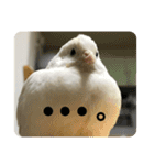 ヒメウズラスタンプ（個別スタンプ：10）