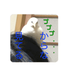 ヒメウズラスタンプ（個別スタンプ：11）