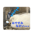 ヒメウズラスタンプ（個別スタンプ：12）