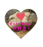 ヒメウズラスタンプ（個別スタンプ：13）