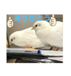 ヒメウズラスタンプ（個別スタンプ：14）