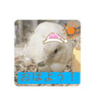ヒメウズラスタンプ（個別スタンプ：16）