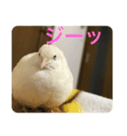 ヒメウズラスタンプ（個別スタンプ：18）