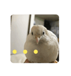 ヒメウズラスタンプ（個別スタンプ：19）