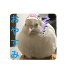 ヒメウズラスタンプ（個別スタンプ：20）