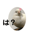 ヒメウズラスタンプ（個別スタンプ：22）