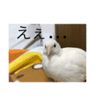 ヒメウズラスタンプ（個別スタンプ：23）