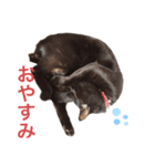 にゃあスタンプ1（個別スタンプ：8）