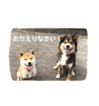 あずきスタンプ はち！（個別スタンプ：2）