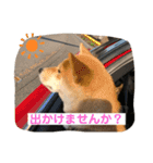 あずきスタンプ はち！（個別スタンプ：3）