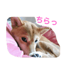 あずきスタンプ はち！（個別スタンプ：8）