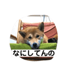 あずきスタンプ はち！（個別スタンプ：9）