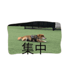 あずきスタンプ はち！（個別スタンプ：10）