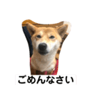 あずきスタンプ はち！（個別スタンプ：15）