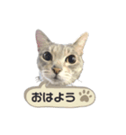 みぃ＆ちゃい＆ライム 510（個別スタンプ：1）
