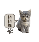 みぃ＆ちゃい＆ライム 510（個別スタンプ：11）