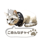 みぃ＆ちゃい＆ライム 510（個別スタンプ：16）