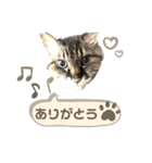 みぃ＆ちゃい＆ライム 510（個別スタンプ：17）