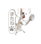 みぃ＆ちゃい＆ライム 510（個別スタンプ：26）