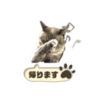 みぃ＆ちゃい＆ライム 510（個別スタンプ：29）