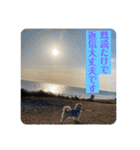 ペキチワぶんた4（修正前）（個別スタンプ：12）