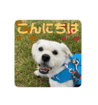 ペキチワぶんた4（修正前）（個別スタンプ：15）
