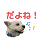 ペキチワぶんた4（修正前）（個別スタンプ：21）