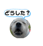 ペキチワぶんた4（修正前）（個別スタンプ：26）