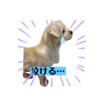 ペキチワぶんた4（修正前）（個別スタンプ：28）