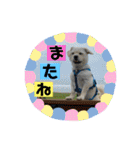 ペキチワぶんた4（修正前）（個別スタンプ：34）
