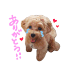 Maltipoo ★ Roy（個別スタンプ：2）