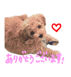 Maltipoo ★ Roy（個別スタンプ：4）