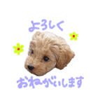 Maltipoo ★ Roy（個別スタンプ：7）