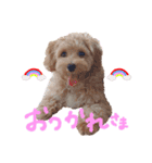 Maltipoo ★ Roy（個別スタンプ：10）