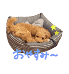 Maltipoo ★ Roy（個別スタンプ：14）