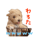 Maltipoo ★ Roy（個別スタンプ：18）