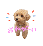 Maltipoo ★ Roy（個別スタンプ：20）