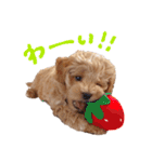 Maltipoo ★ Roy（個別スタンプ：22）