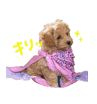 Maltipoo ★ Roy（個別スタンプ：26）